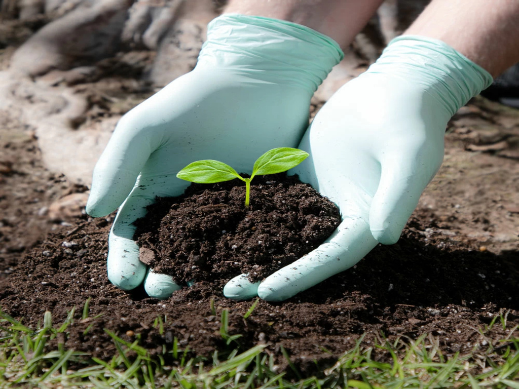 A blue biodegradable nitrile glove holding a seedling